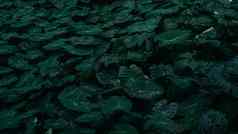 芋属叶象耳芋头cocoyam芋头新鲜的水滴绿色芋属耐糖叶aquatilis滴露水早....绿色叶子降雨自然背景