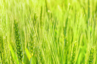 增长麦片场农业小麦背景绿色小麦日益增长的场粮食耳朵大麦绿色黑麦粮食农场农业背景有机农业绿色耳朵小麦场关闭
