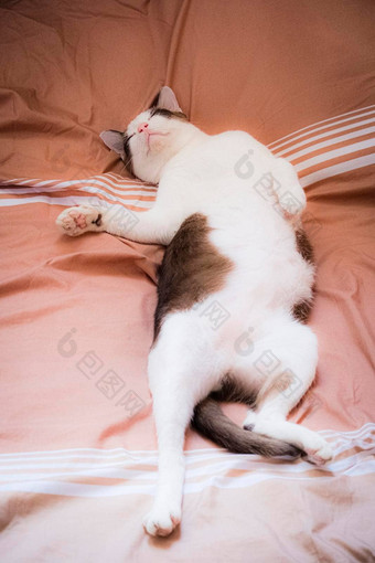 泰国可爱的猫棕色（的）白色<strong>语气</strong>躺床上懒惰的漂亮的宠物猫