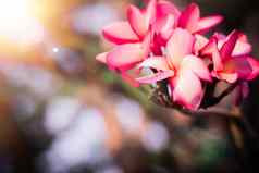 阳光夏天发光粉红色的夏威夷plumeria混合动力鸡蛋花花朵