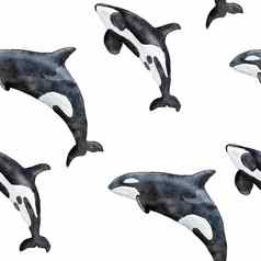 手画水彩无缝的模式虎鲸杀手鲸鱼海海洋海洋动物航海水下濒临灭绝的哺乳动物物种蓝色的灰色的插图织物托儿所装饰海打印