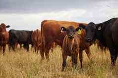 群棕色（的）黑色的牛小牛黄色的耳朵标签牛农场群棕色（的）黑色的牛小牛黄色的耳朵标签牛农场