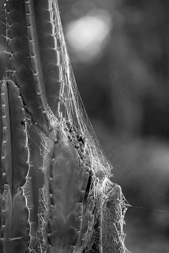 柳树仙人掌用带子束紧蜘蛛网晚些时候下午阳光