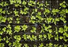 保护日益增长的草本植物生活草本植物日益增长的幼苗日益增长的土壤树苗日益增长的花园特写镜头植物日益增长的温室
