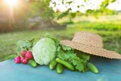 农民的夏天收获表格蔬菜卷心菜黄瓜萝卜生菜背景自然概念生物bioproducts生物生态学self-grown素食者
