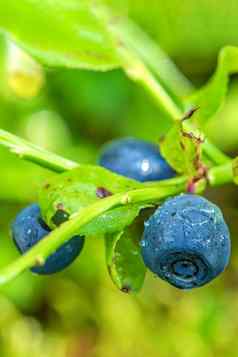 蓝莓蓝莓布什森林分支叶子特写镜头成熟的蓝莓