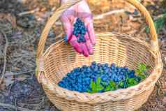 浆果季节成熟的蓝莓篮子过程发现收集蓝莓森林成熟期手倒收获蓝莓篮子