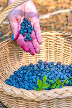 浆果季节成熟的蓝莓篮子过程发现收集蓝莓森林成熟期手倒收获蓝莓篮子