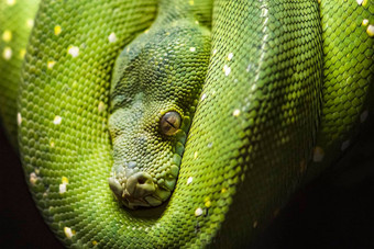 绿色python蛇分支绿色叶子绿色python挂起分支树