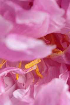 新鲜的柔和的彩色的粉红色的牡丹完整的布鲁姆