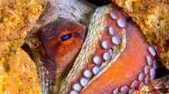 常见的章鱼下士cope-puntas的卡内格雷自然公园西班牙