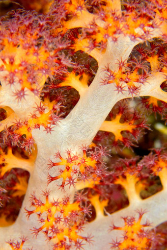 多分支树软珊瑚布纳肯国家<strong>海洋公园</strong>印尼