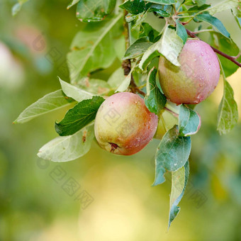 特写镜头红色的苹果成熟苹果树阀杆分支果园农场远程<strong>农村</strong>散景日益增长的新鲜的健康的零食水果营养维生素可持续<strong>发展</strong>的农场