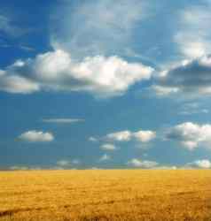 黄色的玉米田蓝色的天空云和平自然场景充满活力的明亮的颜色小麦日益增长的农村有机农场可持续发展的农业农业收获季节