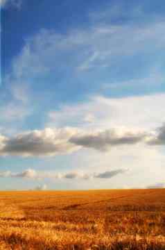 金玉米田蓝色的天空云和平自然场景充满活力的明亮的颜色小麦日益增长的农村有机农场可持续发展的农业农业收获季节