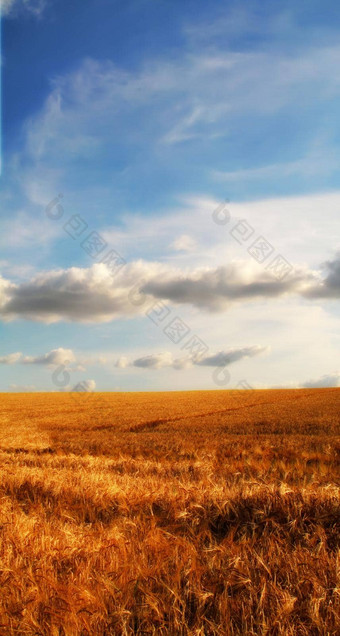 金玉米田蓝色的天空云和平自然场景充满活力的明亮的颜色小麦日益增长的农村有机农场可持续发展的农业农业收获季节