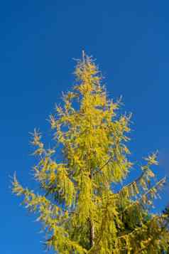 高松柏科的落叶松树泛黄树叶清晰的蓝色的天空黄色的落叶松云杉蓝色的清晰的天空