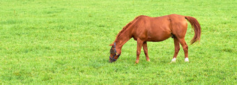 棕色（的）婴儿马吃草郁郁葱葱的绿色草地Copyspace阳光明媚的一天饿了纯种栗生仔小马放牧自由在户外繁殖牲畜农村农场牧场