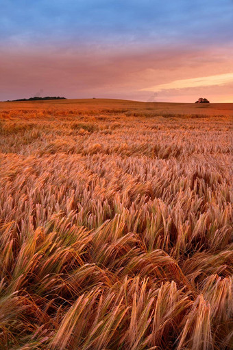 场成熟的小麦准备好了收获天空背景Copyspace风景优美的农田日落复制空间黑麦大麦日益增长的农村有机土地可持续发展的农业农业