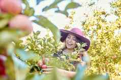 年轻的快乐的女人挑选苹果树快乐的女抓住水果果园收获季节新鲜的红色的苹果日益增长的农田农民收获水果树农场