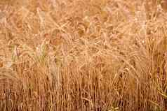 特写镜头小麦日益增长的农场阳光明媚的一天在户外细节纹理金茎粮食培养玉米田农村农村成熟收获农业
