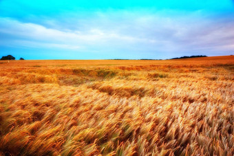 特写镜头场成熟的小麦明亮的天空背景Copyspace几乎没有日益增长的<strong>农村</strong>有机农田复制空间可持续<strong>发展</strong>的农业农业收获季节玉米田