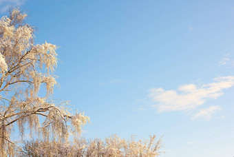 树分支机构覆盖雪冬天清晰的天空背景Copyspace冻叶子分支机构高树雪融化绿色叶子早期春天降雪