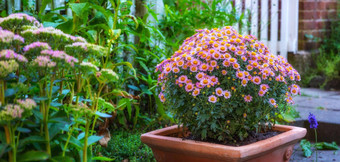 花能粉红色的黛西布什开花郁郁葱葱的绿色花园春天宽角特写镜头杂草丛生的种植能植物日益增长的充满活力的农村后院复制空间
