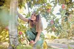 年轻的快乐的女人挑选苹果树快乐女抓住水果果园收获季节新鲜的红色的苹果日益增长的农田农民收获水果树农场
