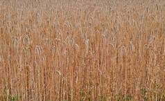黑麦几乎没有小麦粮食日益增长的农场远程农村细节纹理背景可持续发展的当地的玉米田牧场日益增长的发芽收获季节复制空间