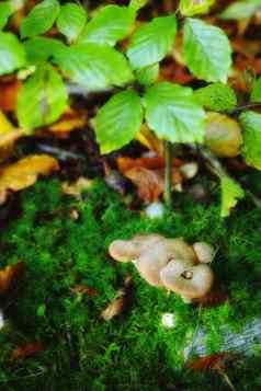 特写镜头蘑菇日益增长的绿色森林小白色真菌蓬勃发展的莫斯地底地面树植物集团野生可食用的豆芽绿色种植园