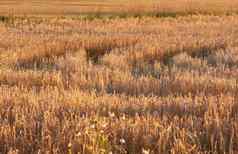 特写镜头Copyspace小麦日益增长的农场太阳在户外景观金茎成熟黑麦麦片粮食培养玉米田磨碎的面粉农村