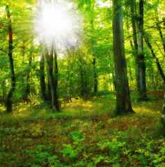 森林美春天高树树干绿色和谐宁静夏天早....丛林徒步旅行者梦想Copyspace完美的的地方日期野餐自然风景优美的壁纸