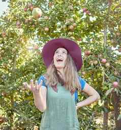 美丽的年轻的女农民扔苹果农场收获季节快乐女人挑选水果有机可持续发展的果园新鲜的生产日益增长的场农业