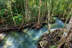 热带树根塔砰的一声红树林沼泽森林流水运河首歌南甲米泰国
