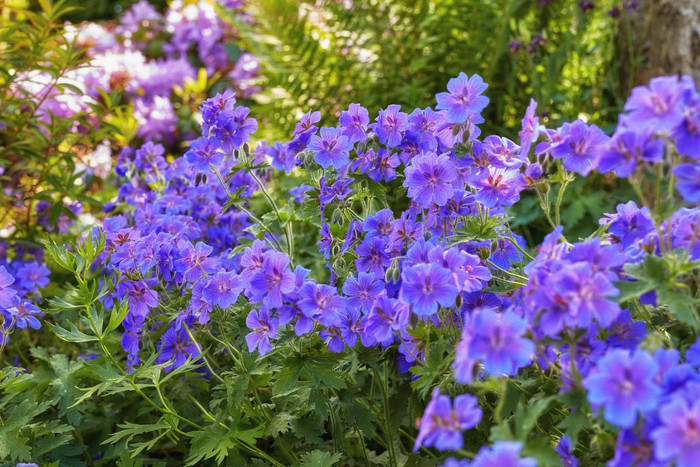 紫色的花日益增长的春天花园明亮的陇牛儿苗