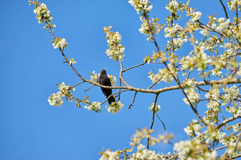 黑鸟坐着树蓝色的天空美丽的鸟坐着花圃嫩枝纯白色米拉贝尔李属家庭花盛开的李子树花园