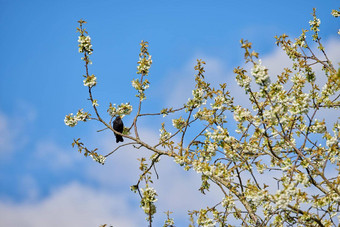 盛开的米拉贝尔花树鸟坐着分支多云的天空背景夏天一天开花布什黑色的乌鸦动物栖息地春天