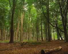 美丽的树夏天森林赫特福德郡英格兰自然环境