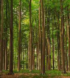 美丽的树夏天森林赫特福德郡英格兰自然环境
