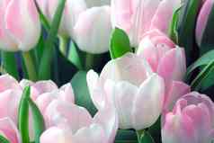 美丽的花束盛开的郁金香祝贺你假期生日花束郁金香春天背景花束商店