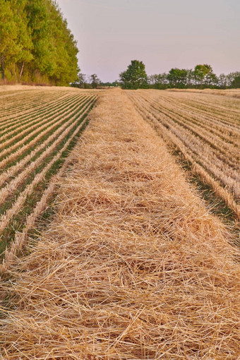 黑麦小麦粮食日益增长的农场远程<strong>农村</strong>场复制空间细节纹理背景可持续<strong>发展</strong>的当地的玉米田减少稻草收获季节Copyspace