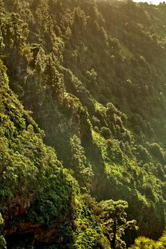 美丽的风景优美的视图郁郁葱葱的绿色森林山棕榈金丝雀岛屿西班牙高松树日益增长的沉默森林Zen自然和谐沉默<strong>舒缓</strong>的气氛