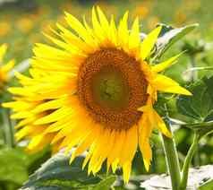 向日葵日益增长的场模糊自然背景夏天单黄色的开花植物盛开的绿色场春天特写镜头花朵开花花园