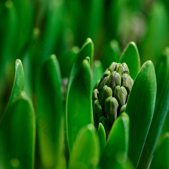 特写镜头绿色番红<strong>花</strong>属黄褐色<strong>花</strong>灯泡sproutingin<strong>花</strong>园小幼苗<strong>开放</strong>成长叶子味蕾生产明亮的<strong>花</strong>瓣植物开始开发拍摄春天