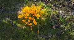 黄色的番红花属黄褐色花日益增长的阳光明媚的花园在户外特写镜头美丽的群开花植物充满活力的花瓣盛开的开花自然环境春天