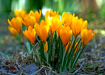 低日益增长的番红花属茎成长地下黄色的橙色紫色的花象征着重生改变快乐浪漫的奉献美丽的野生橙色花日益增长的森林森林