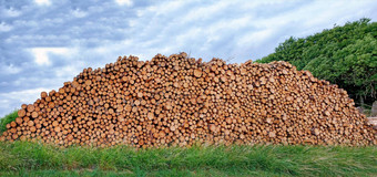 森林砍伐森林树日志堆放高森林多云的蓝色的天空背景乡村景观切碎锯柴火木材材料收集木材行业