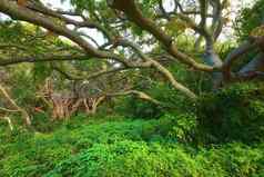 景观视图郁郁葱葱的绿色热带雨林树冠树日益增长的野生瓦胡岛夏威夷美国风景优美的生态系统密集的植物灌木灌木远程保护丛林森林自然森林