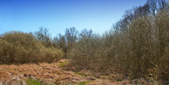 景观视图森林树日益增长的安静的草地远程<strong>农村</strong>瑞典绿色松柏科的森林<strong>农村</strong>区域环境自然保护场蓝色的天空复制空间